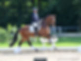Ventes du studbook hanovrien : 140.000€ pour le Top Price