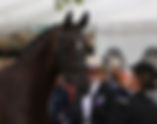 Grand Prix des Championnats du Monde : quel ordre de passage pour les cavaliers français ?