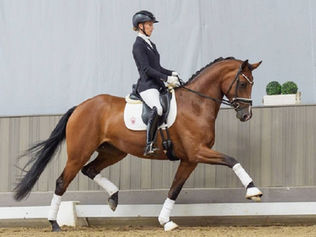 Vente du Westphalien : 167.000€ pour le Top Price