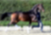 2 nouveaux étalons pour le Haras de Malleret
