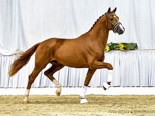 Isabell Werth présente un étalon à l'approbation du studbook hanovrien