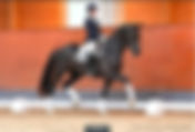 Ventes du studbook hanovrien : le Top Price adjugé en France