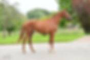 Ouverture de la vente aux enchères Elite Dressage Ekestrian !