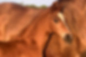 Ventes des foals du studbook Hanovrien : 67.000€ pour le Top Price