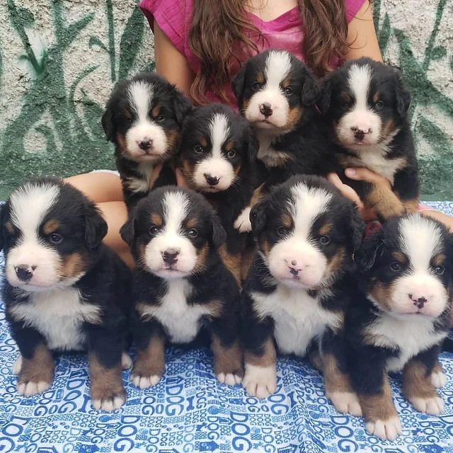 bmd puppies