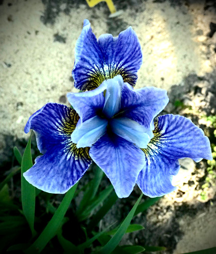Ирис сибирский Блю Мун (Iris sibirica Blue Moon) купить с доставкой по ...