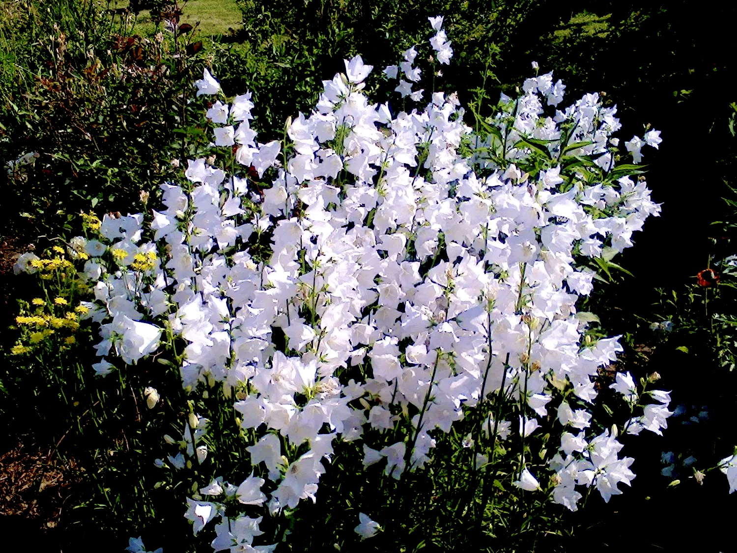 Колокольчик персиколистный Альба (Campanula persicifolia Alba)