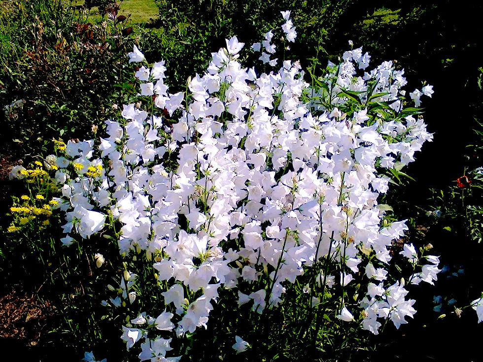Миниатюра: Колокольчик персиколистный Альба (Campanula persicifolia Alba)