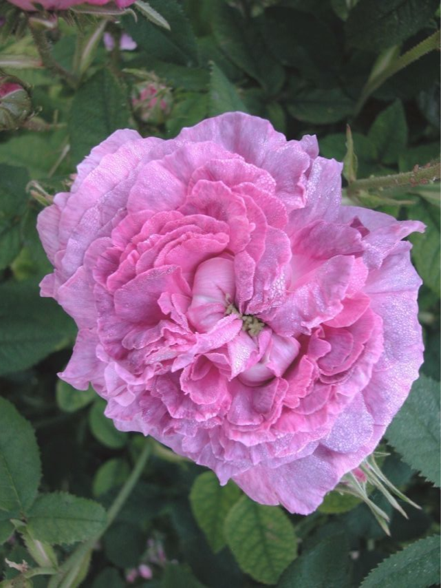 Роза Бель Де Кале (Belle de Calais)