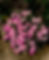 Хризантема #М1 мультифлора (Chrysanthémum multiflora)