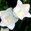Миниатюра: Колокольчик персиколистный Альба (Campanula persicifolia Alba)