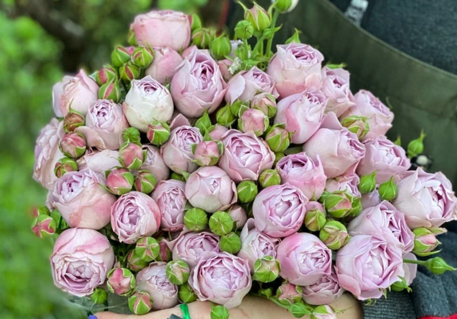 Роза Лаванда Бабблс (Lavender Bubbles)