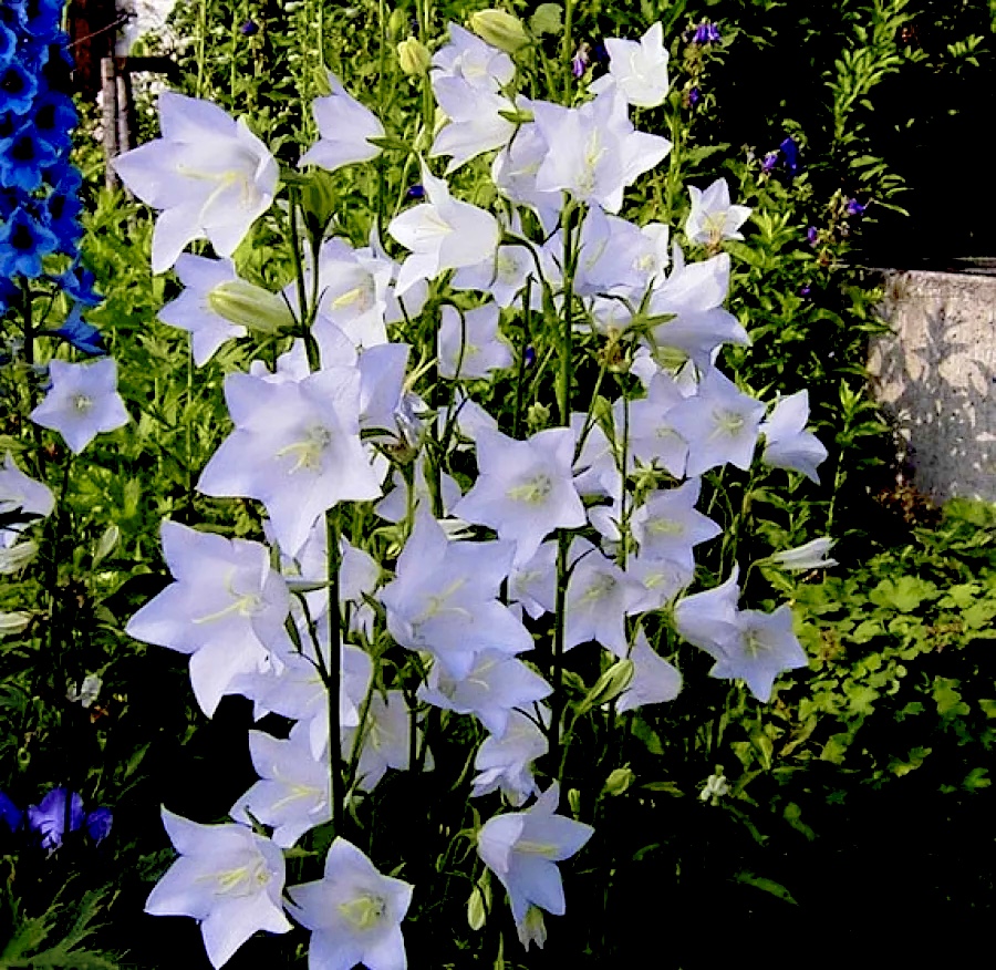 Колокольчик персиколистный Альба (Campanula persicifolia Alba)