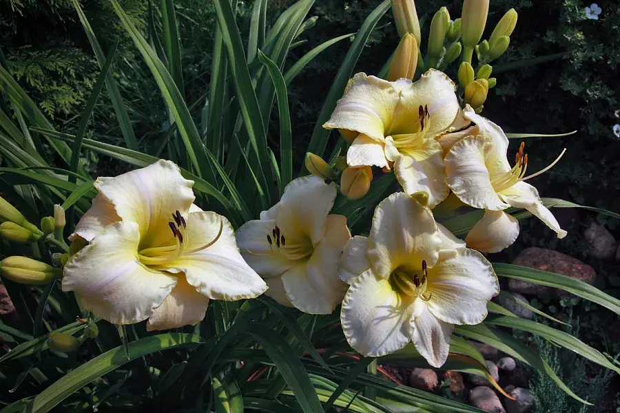 Миниатюра: Лилейник Артик Сноу (Hemerocallis hybrida Arctic Snow)