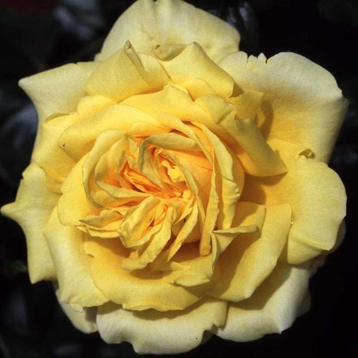 Миниатюра: Роза Джина Лолобриджида (Gina Lollobrigida)