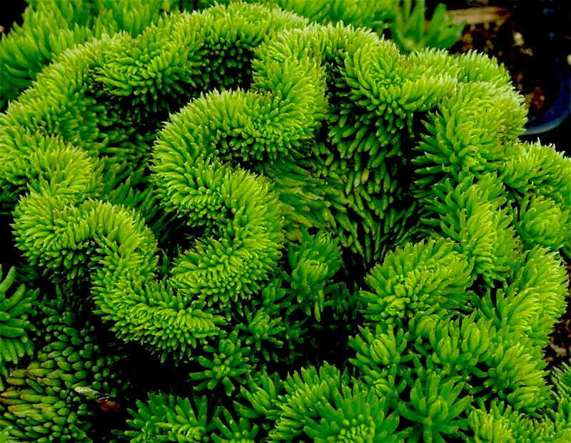 Седум #18 Кристатум гребенчатый (Sedum reflexum Cristatum)