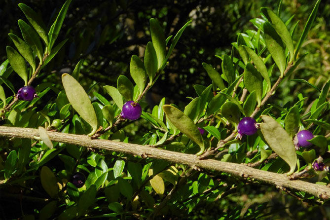 Миниатюра: Жимолость китайская Шапочная (Lonicera pileata)