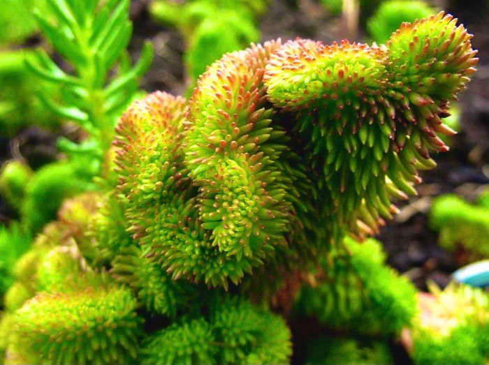 Миниатюра: Седум #18 Кристатум гребенчатый (Sedum reflexum Cristatum)