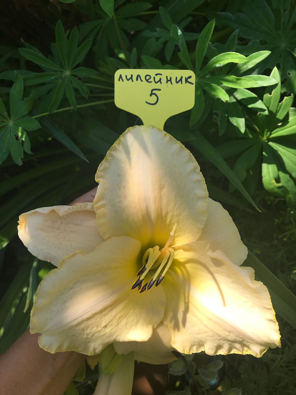 Миниатюра: Лилейник Артик Сноу (Hemerocallis hybrida Arctic Snow)
