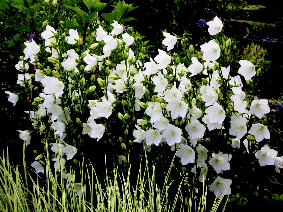 Колокольчик персиколистный Альба (Campanula persicifolia Alba)