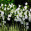 Миниатюра: Колокольчик персиколистный Альба (Campanula persicifolia Alba)