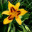 Миниатюра: Лилейник Бонанза (Hemerocallis hybrida Bonanza)