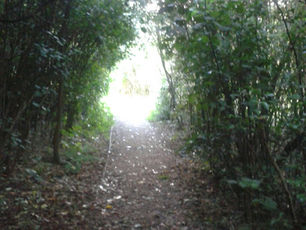 The Forest Of Little Wings