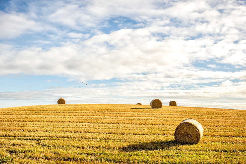 agricultural-field-and-blue-sky-2021-08-26-16-31-24-utc.jpeg