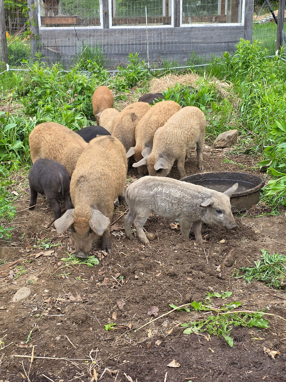 2026 Spring Piglets