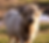 Sire: Cheek's Sunset Silver aka Dollar