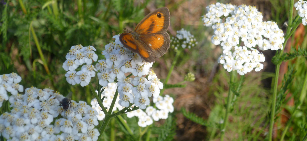 P1070426_edited.jpg