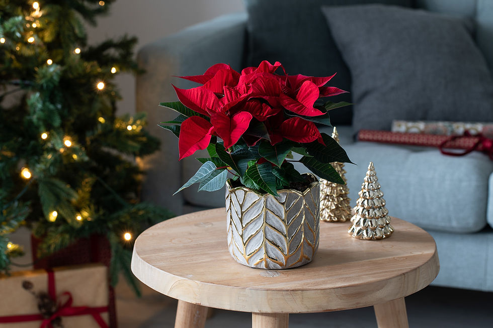 Gi en blomstrende julegave