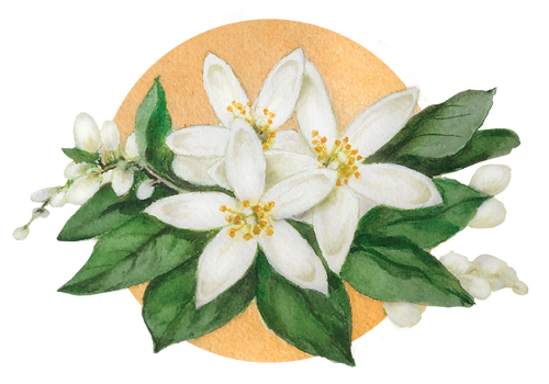 Wallpaper Orange Blossom Les Thes Floraltea Quebec For iPhone Free