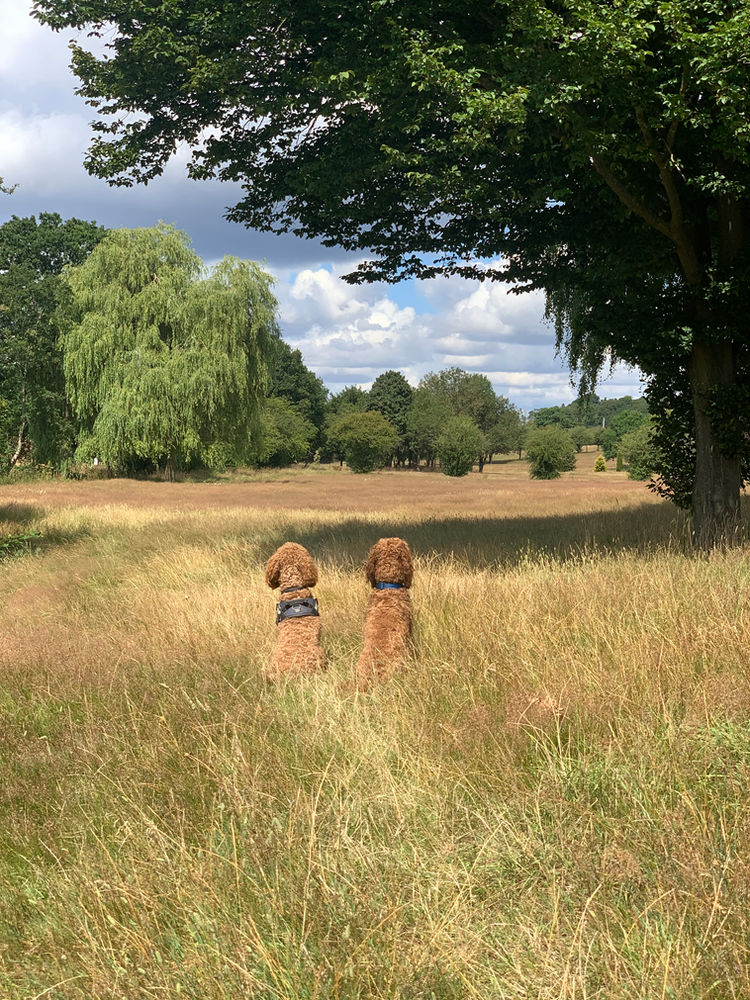 Best Dog Friendly Walks Near Welwyn and Hatfield