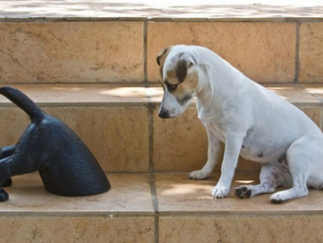 Expectations on our dogs