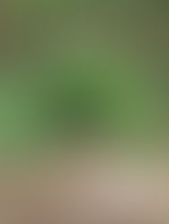 blueprint of La Luna, 'You Are Here'