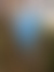 a deconstructed kite in the trees