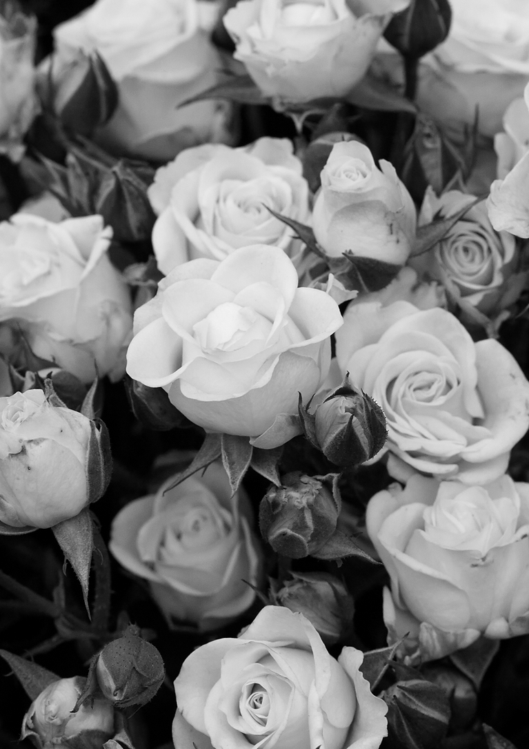 rose background.png