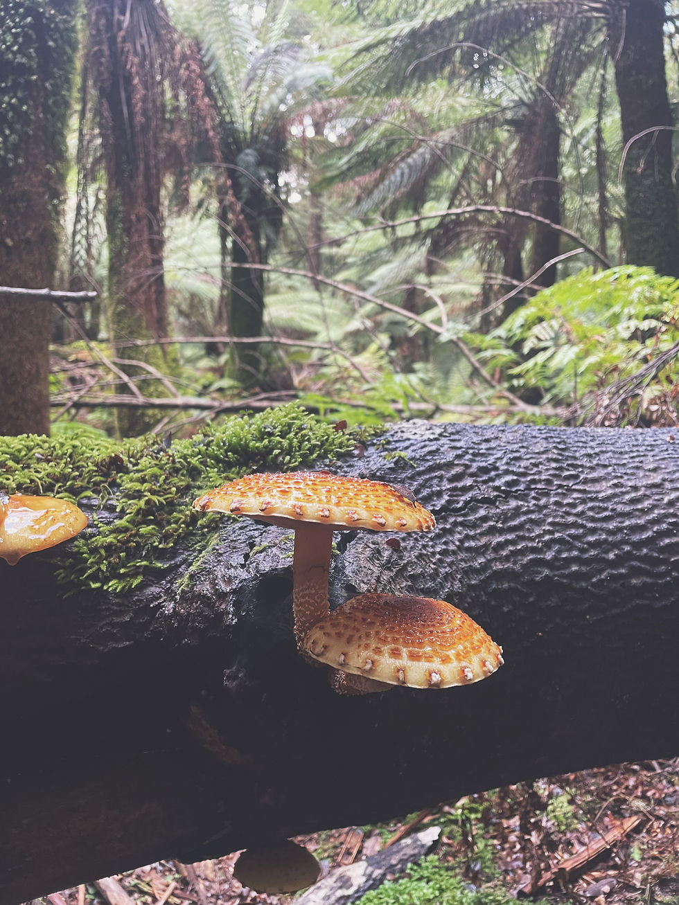 mushrooms in the forests of Tasmania