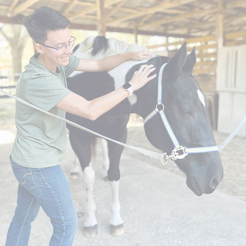 horse getting neck massage