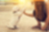 Labrador puppy and young woman give a High Five.jpg