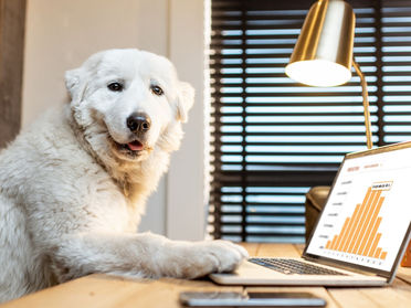 Why hire a Virtual Assistant?