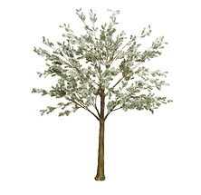 white pine table tree.jpg