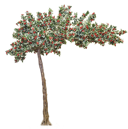holly canopy tree _edited.jpg