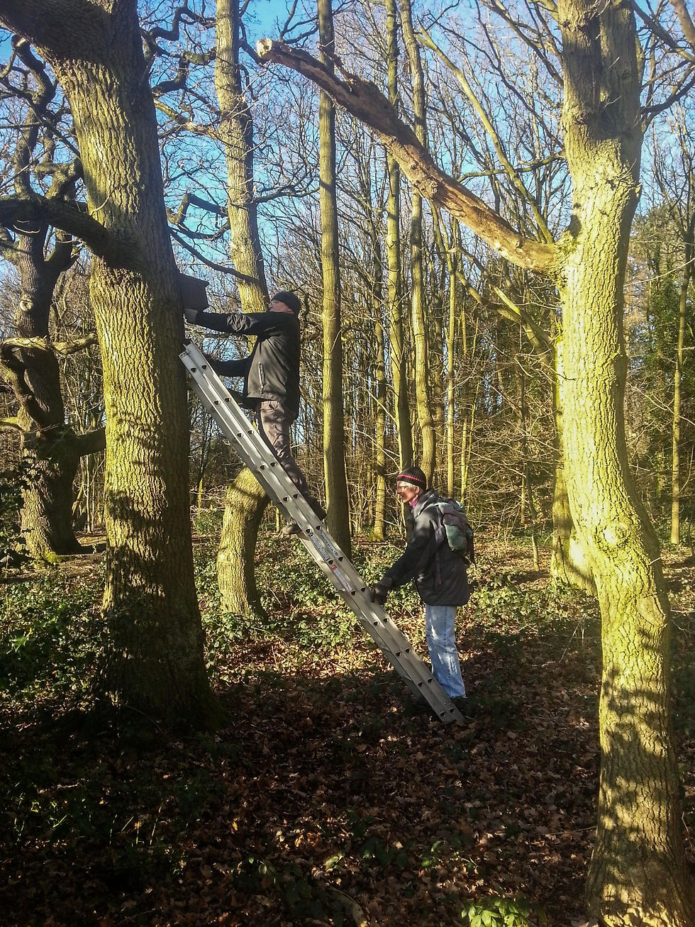 The Friends put up sixteen nest boxes in the park today - 2 bat boxes, a robin box and 13 tit boxes.  See if you can spot them when you're using the park.  Let's hope our furry and feathery friends move in and raise some happy families!