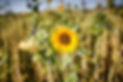 Gottwald_5743-GLEISS.jpg