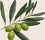 Olives_edited_edited_edited.jpg
