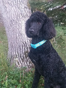 Minnesota Standard Poodles For Sale