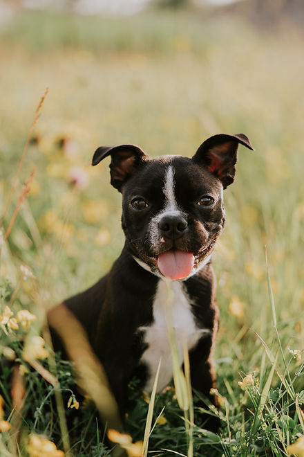 Cours-maternelle-chiot-boston-terrier