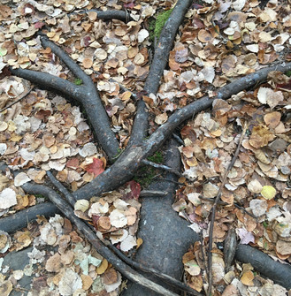 Plant a trillion trees!